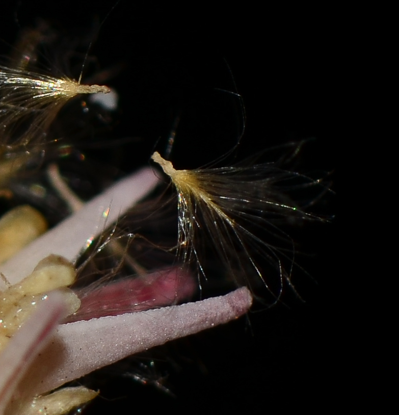 Image of Tamarix aphylla specimen.