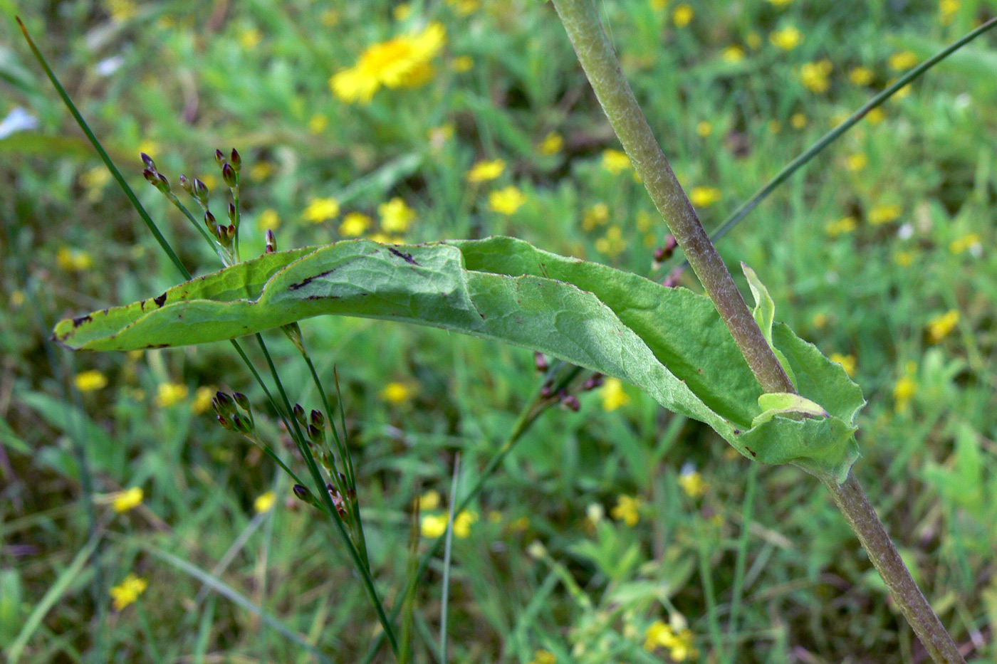 Image of Inula britannica specimen.