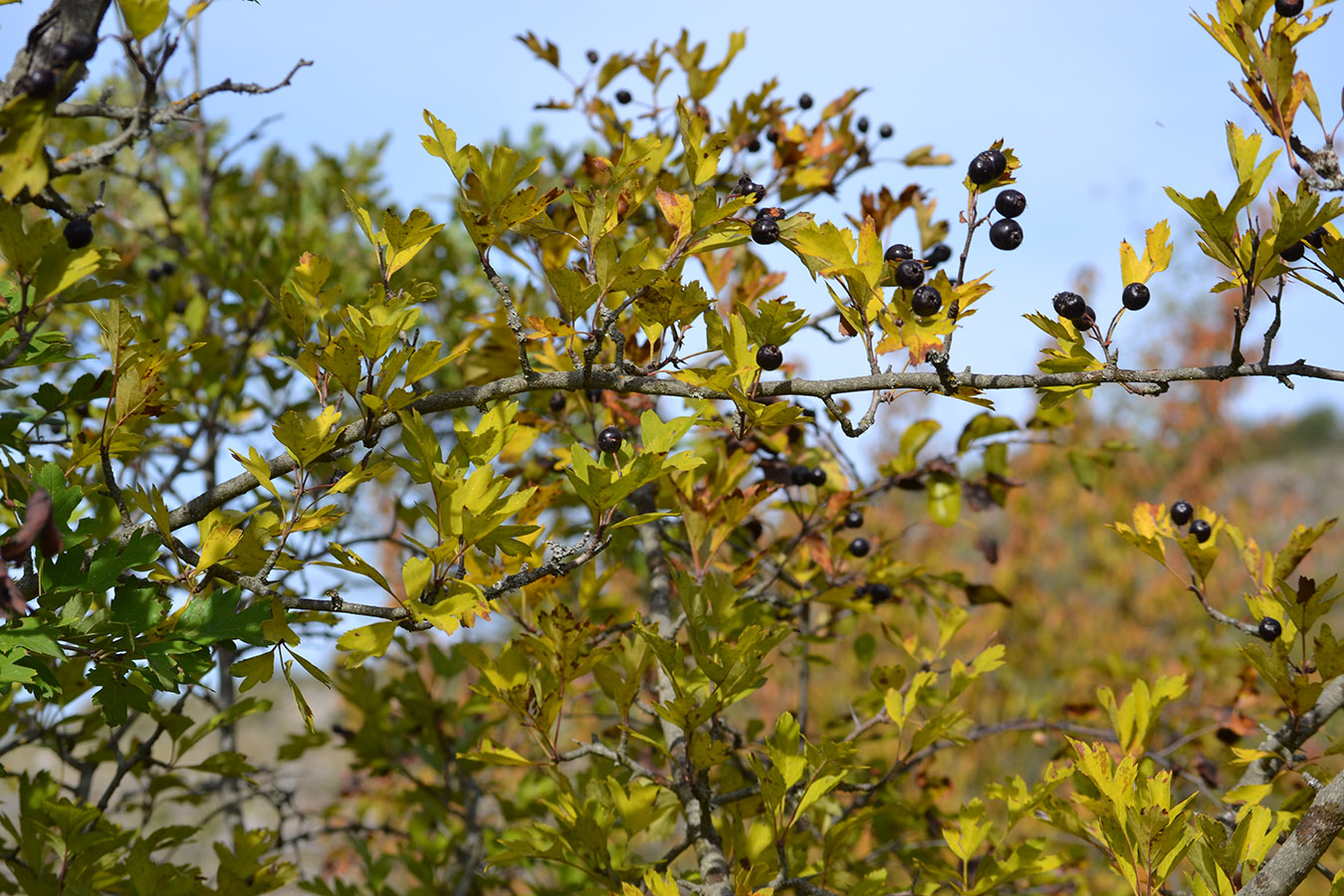 Изображение особи Crataegus atrofusca.