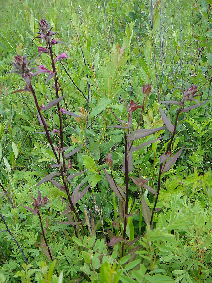Image of Pedicularis resupinata specimen.