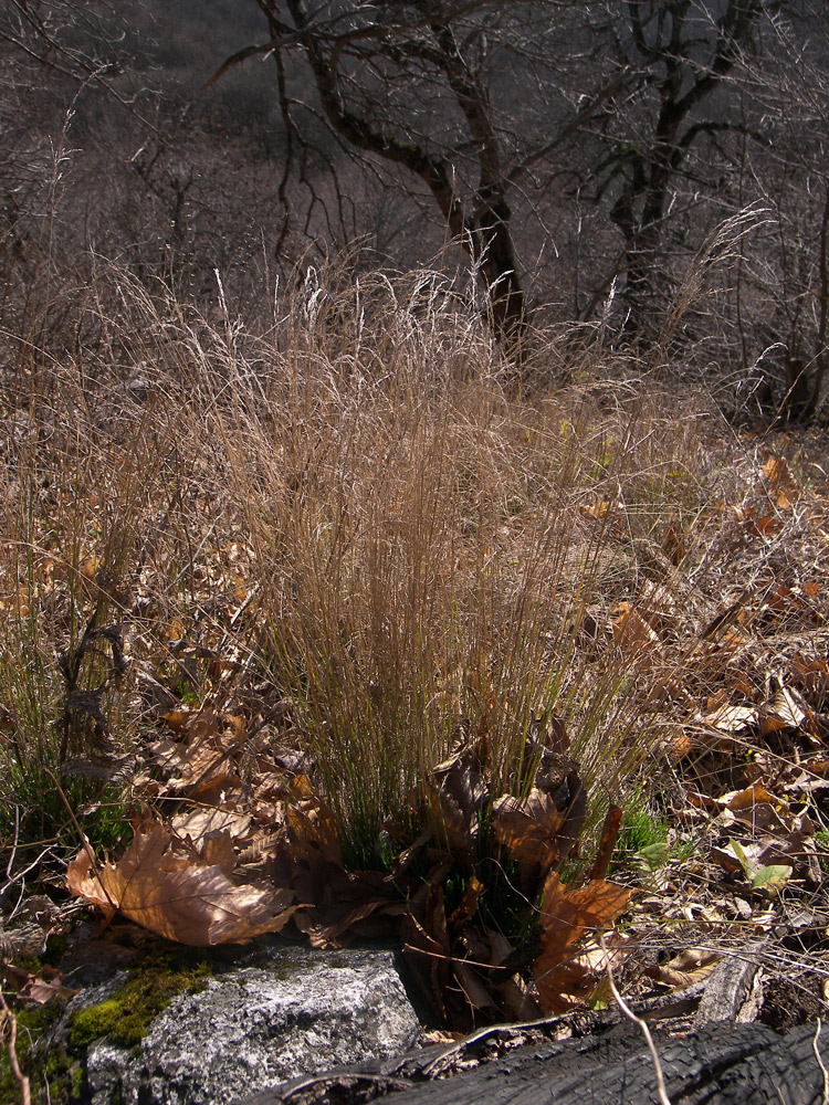 Image of Poa nemoralis specimen.