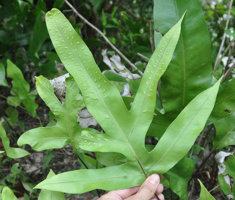 Изображение особи Phymatosorus grossus.