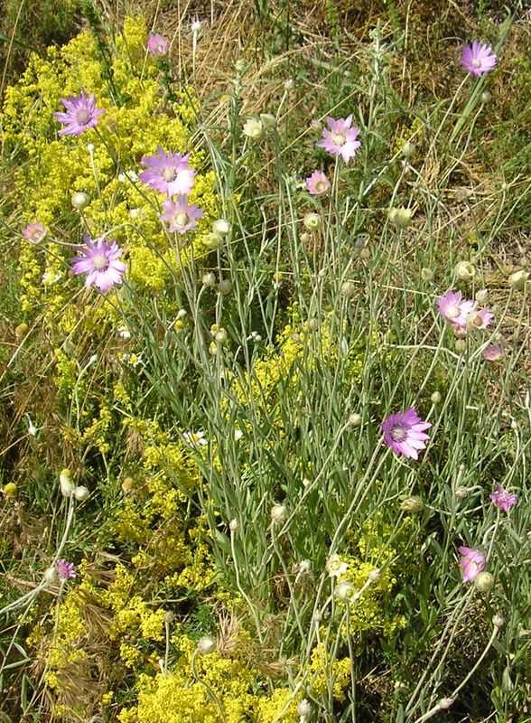 Изображение особи Xeranthemum annuum.