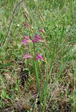 Gladiolus italicus