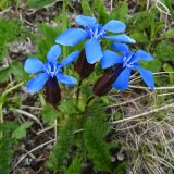 Gentiana uniflora