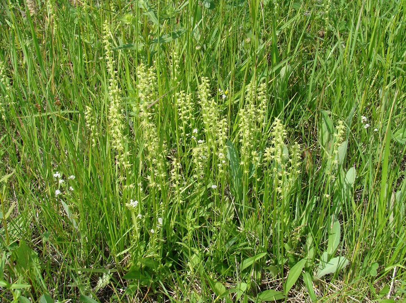 Изображение особи Herminium monorchis.