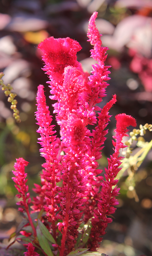 Изображение особи Celosia cristata.