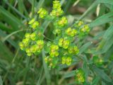 Euphorbia esula. Соцветие с цветками и завязавшимися плодами. Иркутская обл., окр. Иркутска. 21.07.2010.