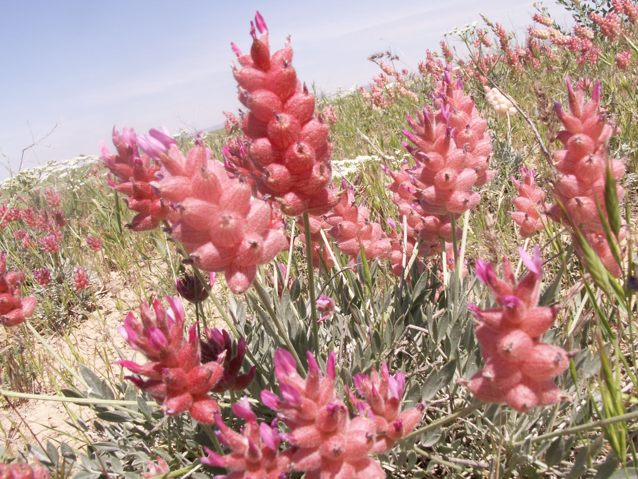 Изображение особи Astragalus schrenkianus.