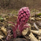 Petasites hybridus. Цветущее растение. Краснодарский край, Абинский р-н, окр. станицы Шапсугская, дубовый лес, обочина лесной дороги. 08.03.2014.