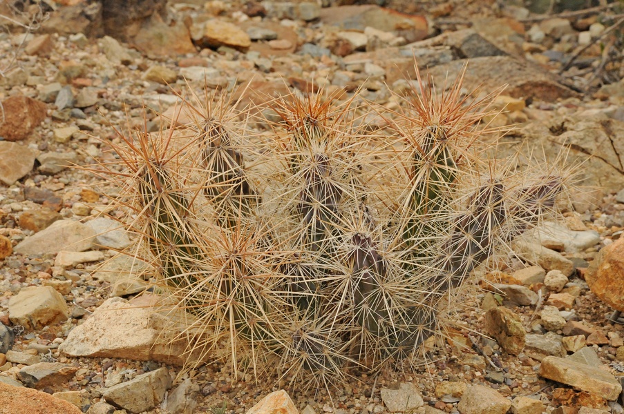 Image of Grusonia kunzei specimen.