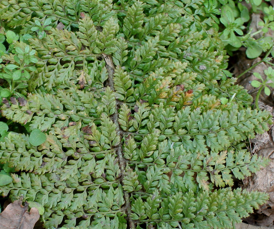 Изображение особи Polystichum proliferum.