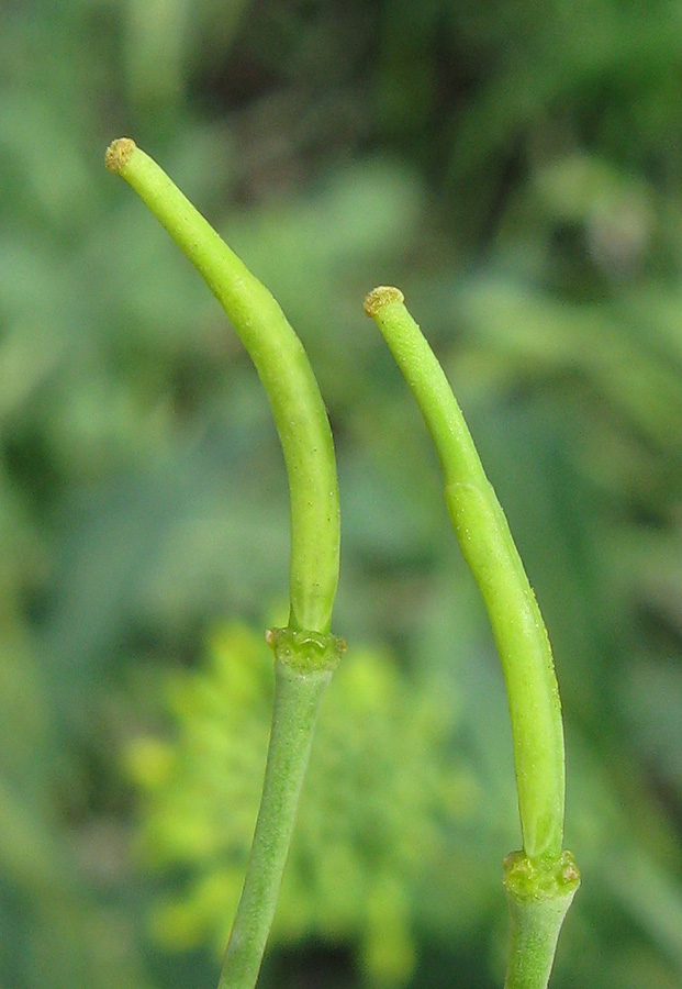 Изображение особи Brassica napus.