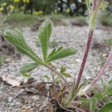 Potentilla callieri