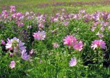 Malva thuringiaca