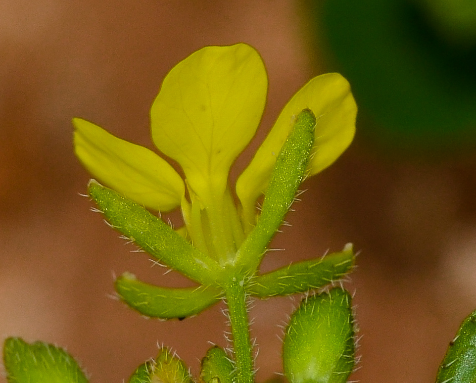 Image of Sinapis alba specimen.