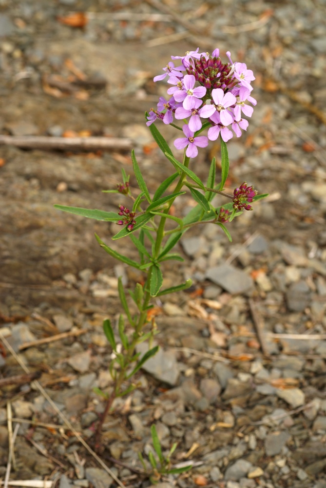 Image of Dontostemon dentatus specimen.