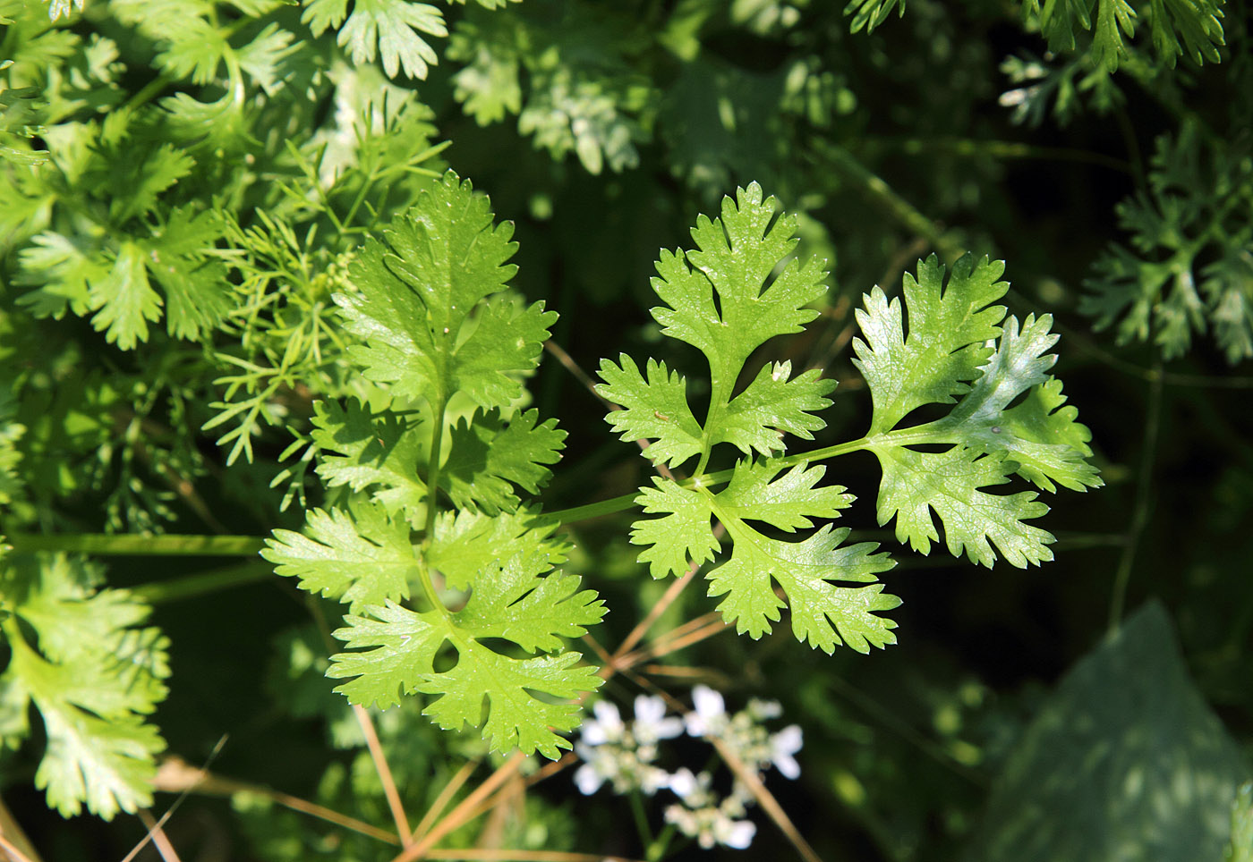 Image of Coriandrum sativum specimen.