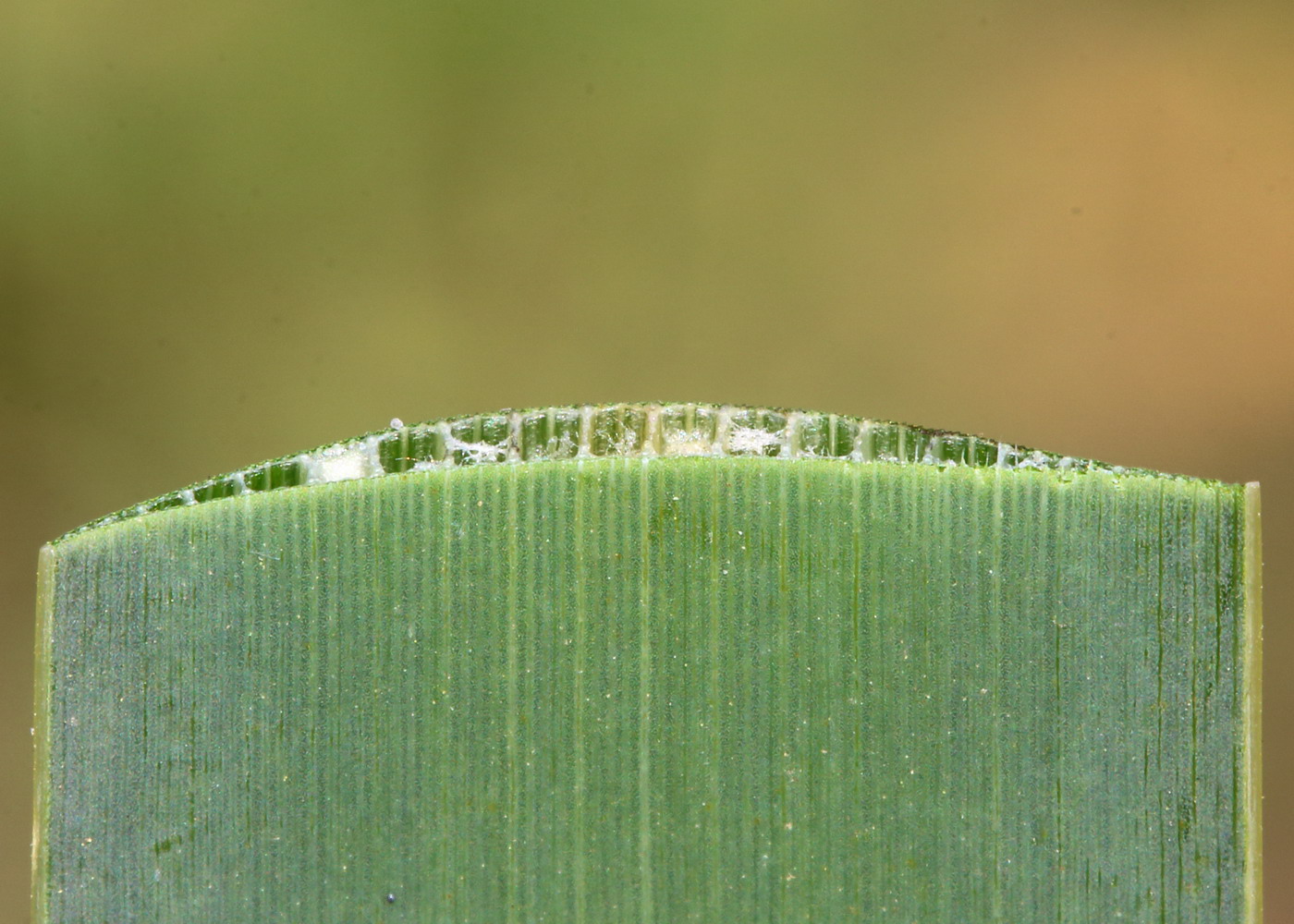 Изображение особи Typha latifolia.