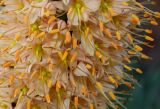 Eremurus × isabellinus. Средняя часть соцветия с распустившимися цветками. Германия, г. Дюссельдорф, Ботанический сад университета. 02.06.2014.