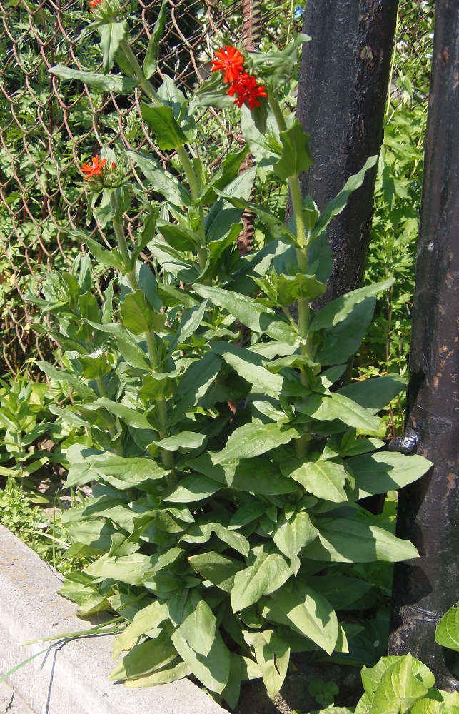 Изображение особи Lychnis chalcedonica.