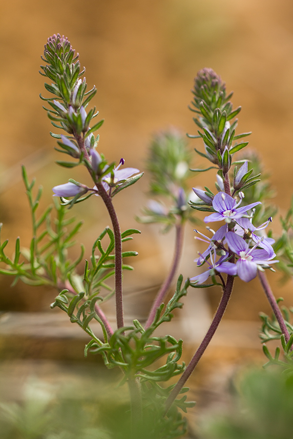 Image of Veronica capsellicarpa specimen.