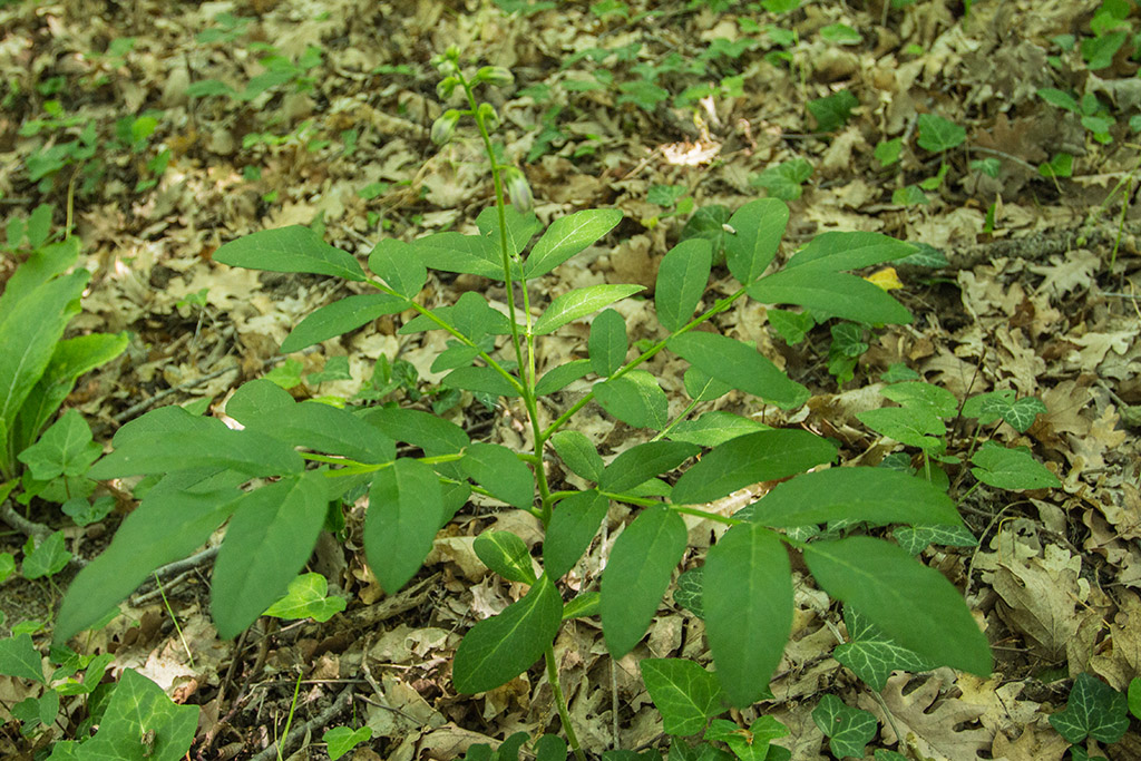 Изображение особи Dictamnus caucasicus.