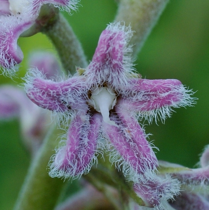 Image of Metaplexis japonica specimen.