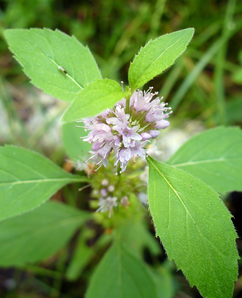 Image of Mentha arvensis specimen.