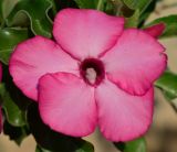 Adenium obesum. Цветок. Израиль, впадина Мёртвого моря, пос. Эйн Бокек. 11.05.2014.