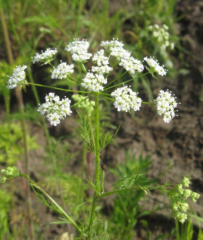 Изображение особи Chaerophyllum prescottii.