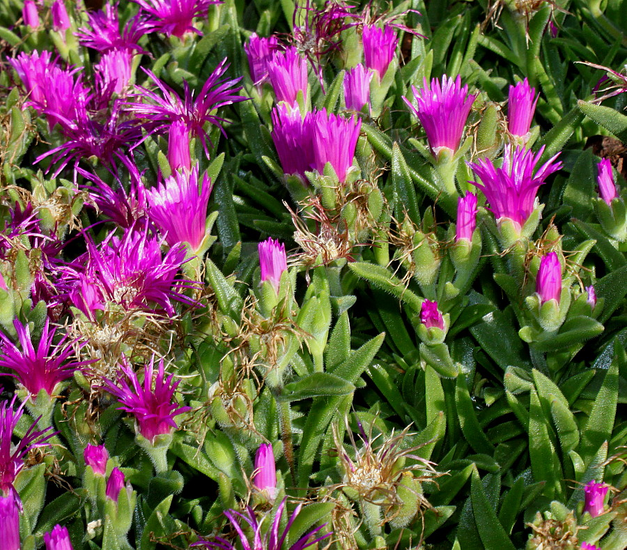 Изображение особи семейство Aizoaceae.
