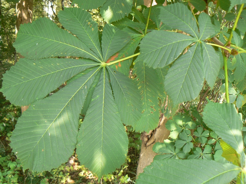 Image of Aesculus hippocastanum specimen.