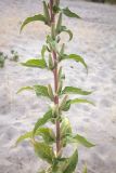 род Oenothera