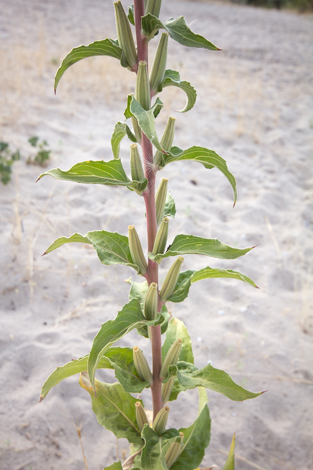 Изображение особи род Oenothera.