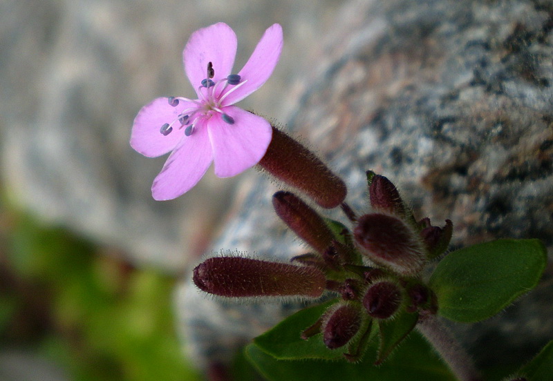 Image of Saponaria ocymoides specimen.