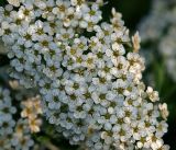 Spiraea × arguta. Цветки. Московская обл., Раменский р-н, окр. дер. Хрипань, садовый участок. 12.05.2014.