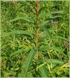 Chamaenerion angustifolium. Часть стебля с листьями. Чувашия, окрестности г. Шумерля, Мордовская поляна. 30 июля 2009 г.