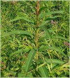 Chamaenerion angustifolium