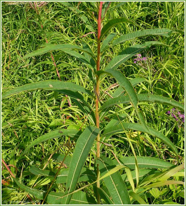 Image of Chamaenerion angustifolium specimen.