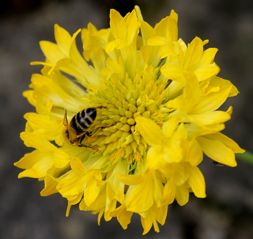 Image of Gaillardia pulchella specimen.