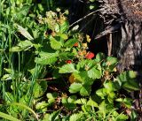 Fragaria vesca. Плодоносящее растение. Московская обл., Раменский р-н, окр. ж.-д. платформы Хрипань, просека под ЛЭП. 01.06.2014.
