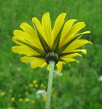 Tragopogon orientalis. Соцветие (вид со стороны обёртки). Польша, Беловежская Пуща, луг у пос. Бяловежа. 25 июня 2009 г.