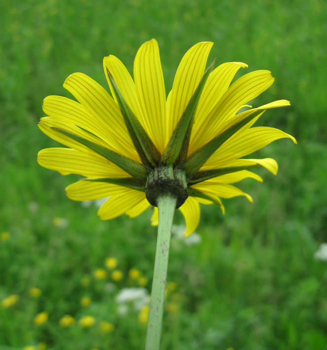 Изображение особи Tragopogon orientalis.