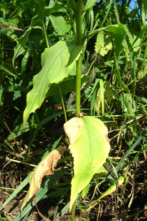 Image of Campanula rapunculoides specimen.