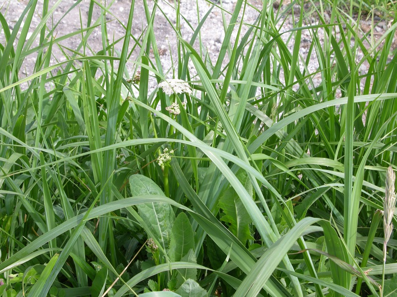 Image of Ligusticum scoticum specimen.