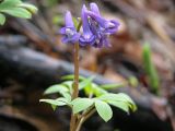 Corydalis ambigua