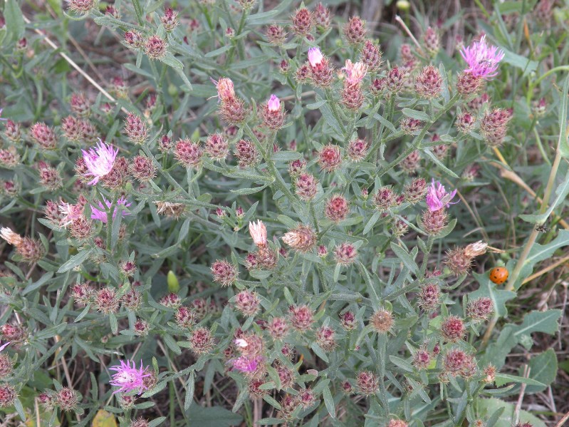 Image of genus Centaurea specimen.