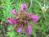 Pedicularis resupinata