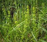 Cruciata laevipes